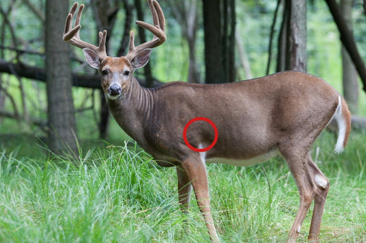 Where to Shoot a Deer - The Complete Lethal but Ethical Hunting Guide